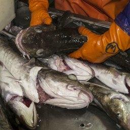 Предприятиям предлагают построить судно, в частности, под квоты добычи трески в Западно-Беринговоморской и Чукотской зонах. Фото предоставлено РК «Восток-1»