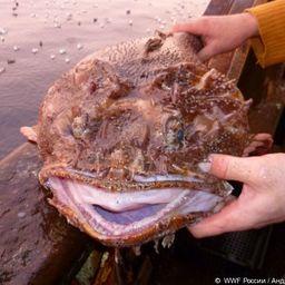 Улька (волосатая рогатка). Фото пресс-службы WWF России