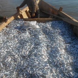 Улов обыкновенной кильки ставным неводом на побережья моря у Аграханского полуострова. Фото пресс-службы КаспНИРХ