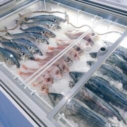 На витринах расположились разнообразные рыба и морепродукты. Фото предоставлено ESG