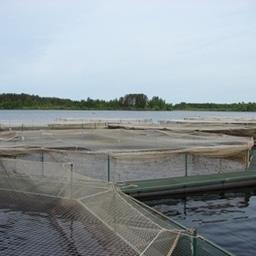 Рыбоводные садки в Астраханской области. Фото с сайта astrakhan.fishretail.ru