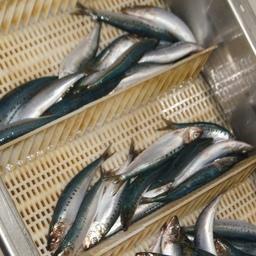 На продажу выставлены доли квот дальневосточной сардины (иваси)