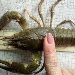 Крупный рак из Усть-Манычского водохранилища. Фото пресс-службы АзНИИРХ