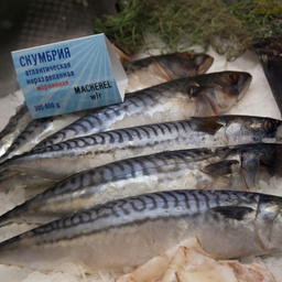Атлантическая скумбрия может стать причиной «войны»