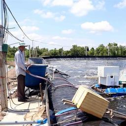 Фермер Тран Бао разводит креветок по суперинтенсивной сельскохозяйственной модели. Фото VNA