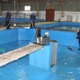 Выпуск мальков кеты и симы. Хасанский район, Приморский край, апрель 2009 г.