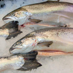 Отсрочка по электронной ветсертификации прошла Госдуму