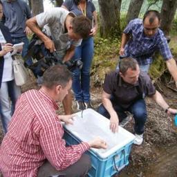 Молодые таймени отправились в русло реки Комиссаровка. Фото предоставлено ФГБУ «Сахалинрыбвод».