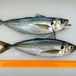 Перуанская ставрида (Trachurus murphyi). Фото пресс-службы АтлантНИРО