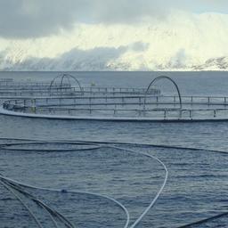 Лососевые садки в Норвегии