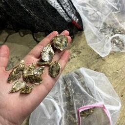 Молодь тихоокеанской устрицы будет расти на Черном море под присмотром ученых. Фото пресс-службы АзНИИРХ