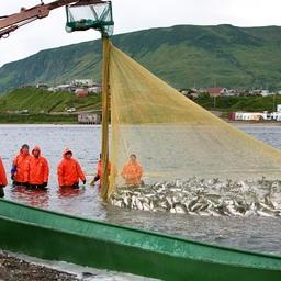 Добыча нерки. Пока ее вылов на Дальнем Востоке России отстает от уровня прошлого года на 33%