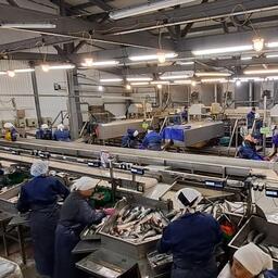 Свежий улов сразу же отправляется на обработку