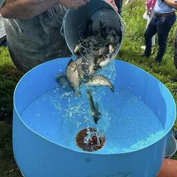 В Шершневское водохранилище выпустили 10 тыс. экземпляров молоди сазана навеской 63 г. Фото пресс-службы Нижнеобского теруправления Росрыболовства