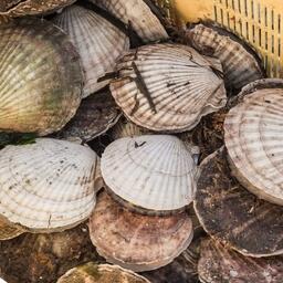 Гребешок — популярный морепродукт у аквафермеров Дальнего Востока