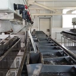 На осетровых рыбоводных заводах Амурского филиала ФГБУ «Главрыбвод» началась нерестовая кампания. Фото пресс-службы учреждения