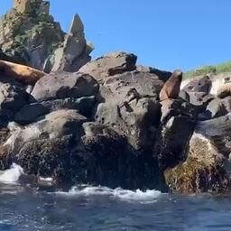 На лежбищах Охотского моря побывала экспедиция по оценке уровня смертности сивуча и северного морского котика. Фото пресс-службы Приморского океанариума