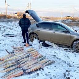 В Астраханской области задержан гражданин, перевозивший более 100 кг осетрины. Фото пресс-службы Погрануправления ФСБ России по Республике Калмыкия и Астраханской области