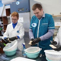 Эксперимент по установлению погрешностей определения массовой доли глазури в продукции из водных биоресурсов проводят специалисты ВНИРО. Фото пресс-службы института