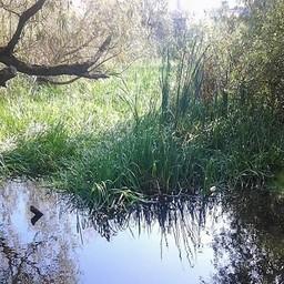 В Калининградской области сокращаются площади нерестилищ. Фото пресс-службы Западно-Байкальского теруправления