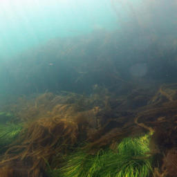 Ученые выполнили 59 гидрологических и более 307 водолазных станций с применением подводной съемки. Фото пресс-службы ТИНРО