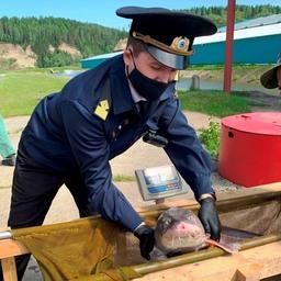 Все особи отправились в реку в удовлетворительном состоянии. Фото пресс-службы Нижнеобского теруправления Росрыболовства
