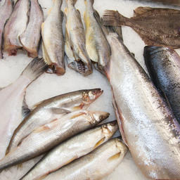 Рыбная продукция на выставке «Продэкспо»