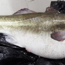 В Баренцевом море поймали треску длиной 147 см и массой 35,8 кг. Фото пресс-службы ПИНРО