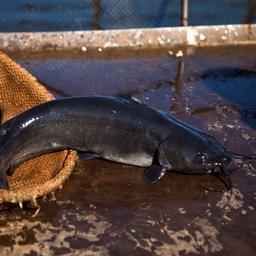 Ростовские ученые предложили новый способ очистки воды в аквакультурных хозяйствах