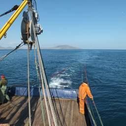 Экспедицию в Черном море провели сотрудники Азово-Черноморского филиала ВНИРО. Фото пресс-службы АзНИИРХ