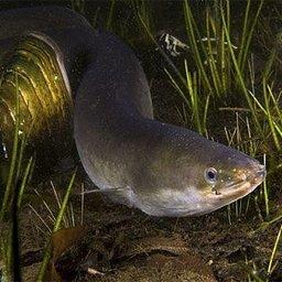 Европейский угорь. Фото с сайта kaliningrad.fishretail.ru