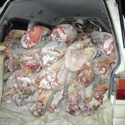 В Хабаровском крае полиция остановила колонну из трех автомашин, перевозившую две тонны осетровых. Фото пресс-службы МВД РФ
