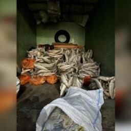 Нелегальный товар фигурант хранил на складе рыбоперерабатывающего цеха. Фото пресс-службы СУ СК России по Астраханской области