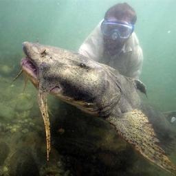 Огромного сома обнаружили водолазы в ходе реконструкции моста Высокого Фото программы «Вы очевидец»