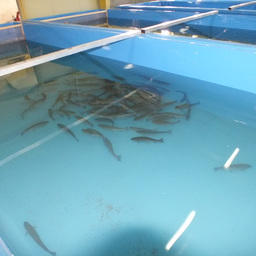 Для проверки качества воды в бассейны запустили форель