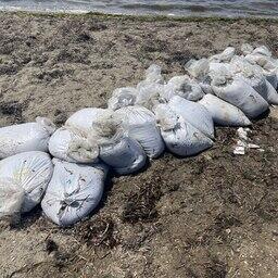 Всего было нелегально добыто 3847 особей трепанга. Фото пресс-службы Пограничного управления ФСБ России по Сахалинской области