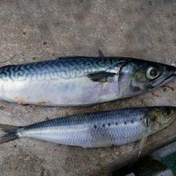 Промысел скумбрии и иваси продлится, предположительно, до конца ноября