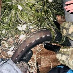 Обнаруженных в лодке браконьеров живых осетров выпустили в реку. Фото пресс-службы УМВД России по Хабаровскому краю