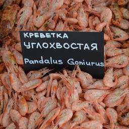 Углохвостая креветка