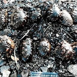 Сбор подводного урожая обернулся уголовным делом. Фото пресс-службы Управления на транспорте МВД России по ДФО