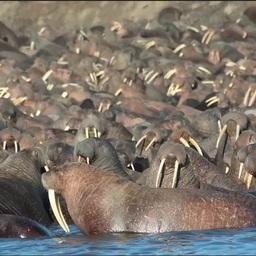 Тихоокеанский морж. Чукотка, поселок Рыркайпий. Фото Максима Козлова / WWF России