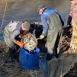 В Цимлянское водохранилище выпускают молодь белого толстолобика — для биомелиорации. Фото пресс-службы АзНИИРХ