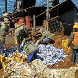 Комплексные исследования выполнялись в северной части Охотского моря в октябре и ноябре. Фото пресс-службы ТИНРО-Центра