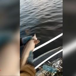 Полицейские вернули в естественную среду обитания 16 незаконно выловленных осетров. Кадр оперативной съемки