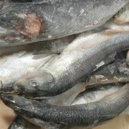 Правительство имеет право регулировать цены на мороженую неразделанную рыбу