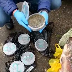 В руки правоохранителей попали в общей сложности 300 кг деликатесов. Кадр оперативной съемки