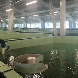 Собский рыбоводный завод. Фото пресс-службы правительства ЯНАО