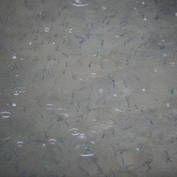 Выпуск мальков кеты и симы. Хасанский район, Приморский край, апрель 2009 г.
