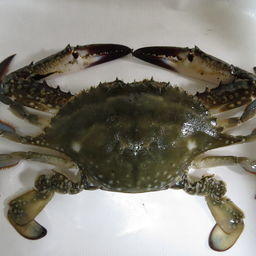Краб Portunus trituberculatus. Фото self («Википедия»)