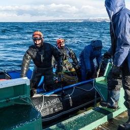 Добыча морского ежа водолазами на Южных Курилах. Фото ЮКРК